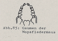 DJN Heimische Säugetiere Peter Boye 1994 Abb.85 Gaumen der Mopsfledermaus.PNG