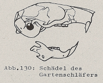 DJN Heimische Säugetiere Peter Boye 1994 Abb.130 Schädel des Gartenschläfers.PNG