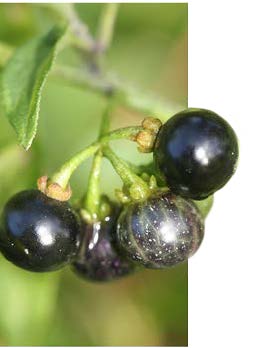 Solanum americanum fruits TRAMIL.jpg