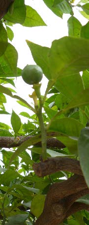 Citrus sinensis pousse 2 TRAMIL.jpg