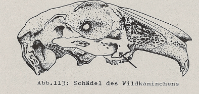 DJN Heimische Säugetiere Peter Boye 1994 Abb.113 Schädel des Wildkaninchens.PNG