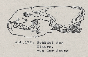 DJN Heimische Säugetiere Peter Boye 1994 Abb.172 Schädel des Otters, von der Seite.PNG