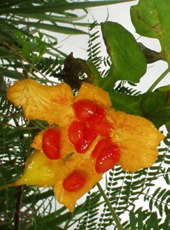 Momordica charantia fruit ouvert TRAMIL.jpg