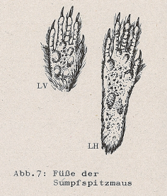 DJN Heimische Säugetiere Peter Boye 1994 Abb.7 Füße der Sumpfspitzmaus.PNG