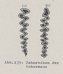 DJN Heimische Säugetiere Peter Boye 1994 Abb.135 Zahnreihen der Schermaus.PNG