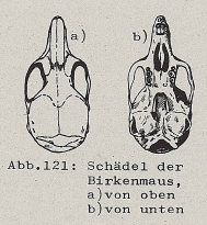 DJN Heimische Säugetiere Peter Boye 1994 Abb.121 Schädel der Birkenmaus.PNG