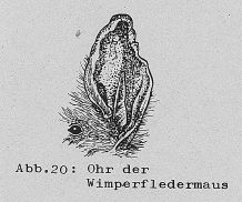 DJN Heimische Säugetiere Peter Boye 1994 Abb.20 Ohr der Wimperfledermaus.PNG