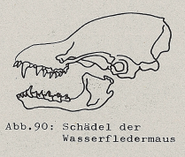 DJN Heimische Säugetiere Peter Boye 1994 Abb.90 Schädel der Wasserfledermaus.PNG