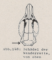 DJN Heimische Säugetiere Peter Boye 1994 Abb.148 Schädel der Wanderratte, von oben.PNG