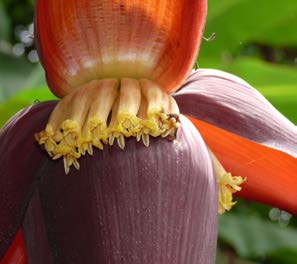 Musa paradisiaca fleurs TRAMIL.jpg