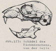 DJN Heimische Säugetiere Peter Boye 1994 Abb.123 Schädel des Eichhörnchens, von der Seite.PNG