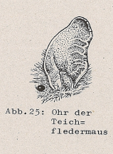 DJN Heimische Säugetiere Peter Boye 1994 Abb.25 Ohr der Teichfledermaus.PNG