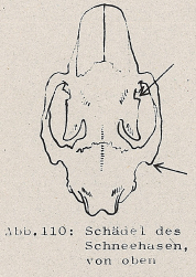 DJN Heimische Säugetiere Peter Boye 1994 Abb.110 Schädel des Schneehasen, von oben.PNG