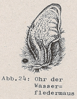 DJN Heimische Säugetiere Peter Boye 1994 Abb.24 Ohr der Wasserfledermaus.PNG