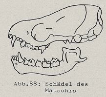 DJN Heimische Säugetiere Peter Boye 1994 Abb.88 Schädel des Mausohrs.PNG