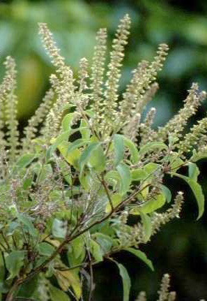 Ocimum gratissimum inflorescence TRAMIL.jpg