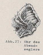 DJN Heimische Säugetiere Peter Boye 1994 Abb.27 Ohr des Abendseglers.PNG