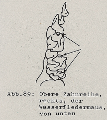 DJN Heimische Säugetiere Peter Boye 1994 Abb.89 Obere Zahnreihe, rechts, der Wasserfledermaus, von unten.PNG