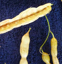 Prosopis juliflora fruits 2 TRAMIL.jpg