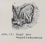 DJN Heimische Säugetiere Peter Boye 1994 Abb.12 copyrighted, zur Nutzung auf Projekten der Biowikifarm freigegeben.PNG