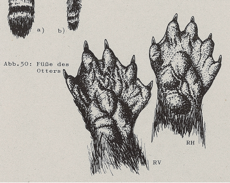 DJN Heimische Säugetiere Peter Boye 1994 Abb.50 Füße des Otters.PNG