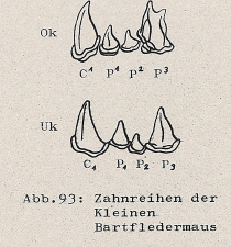 DJN Heimische Säugetiere Peter Boye 1994 Abb.93 Zahnreihen der Kleinen Bartfledermaus.PNG