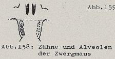 DJN Heimische Säugetiere Peter Boye 1994 Abb.158 Zähne und Alveolen der Zwergmaus.PNG