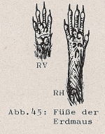 DJN Heimische Säugetiere Peter Boye 1994 Abb.45 Füße der Erdmaus.PNG