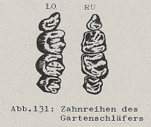 DJN Heimische Säugetiere Peter Boye 1994 Abb.131 Zahnreihen des Gartenschläfers.PNG