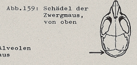 DJN Heimische Säugetiere Peter Boye 1994 Abb.159 Schädel der Zwergmaus, von oben.PNG