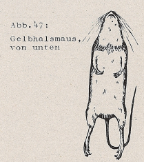 DJN Heimische Säugetiere Peter Boye 1994 Abb.47 Gelbhalsmaus von unten.PNG