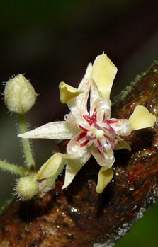 Theobroma cacao fleur TRAMIL.jpg