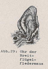 DJN Heimische Säugetiere Peter Boye 1994 Abb.29 Ohr der Breitflügelfledermaus.PNG