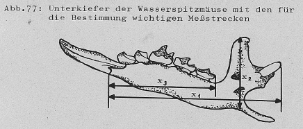DJN Heimische Säugetiere Peter Boye 1994 Abb.77 Unterkiefer der Wasserspitzmaus mit den für die Bestimmung wichtigen Messstrecken.PNG