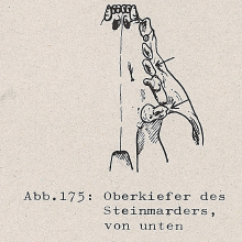 DJN Heimische Säugetiere Peter Boye 1994 Abb.175 Oberkiefer des Steinmarders, von unten.PNG