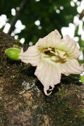 Crescentia cujete fleur TRAMIL.jpg