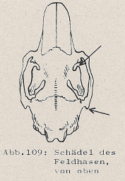 DJN Heimische Säugetiere Peter Boye 1994 Abb.109 Schädel des Feldhasen, von oben.PNG