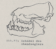 DJN Heimische Säugetiere Peter Boye 1994 Abb.83 Schädel des Abendseglers.PNG