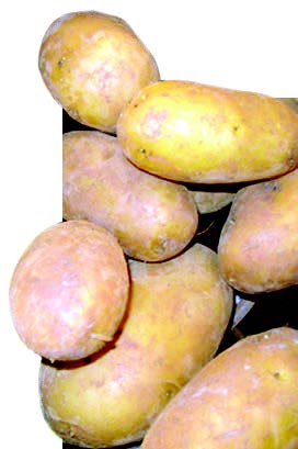 Solanum tuberosum tubercules TRAMIL.jpg