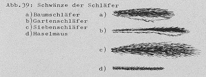 DJN Heimische Säugetiere Peter Boye 1994 Abb.39 Schwänze der Schläfer.PNG