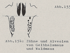 DJN Heimische Säugetiere Peter Boye 1994 Abb.154 Zähne und Alveolen von Gelbhalsmaus und Waldmaus.PNG