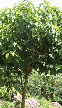 Cinnamomum verum arbre TRAMIL.jpg