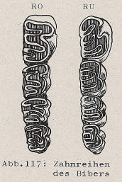 DJN Heimische Säugetiere Peter Boye 1994 Abb.117 Zahnreihen des Bibers.PNG