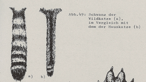 DJN Heimische Säugetiere Peter Boye 1994 Abb.49 Schwanz der Wildkatze im Vergleich mit dem der Hauskatze.PNG