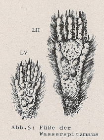 DJN Heimische Säugetiere Peter Boye 1994 Abb.6 Füße der Wasserspitzmaus.PNG