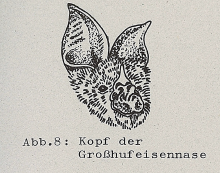 DJN Heimische Säugetiere Peter Boye 1994 Abb.8 Kopf der Großhufeisennase.PNG