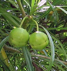 Thevetia peruviana fruits verts TRAMIL.jpg