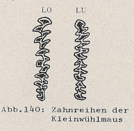 DJN Heimische Säugetiere Peter Boye 1994 Abb.140 Zahnreihen der Kleinwühlmaus.PNG