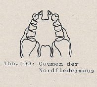 DJN Heimische Säugetiere Peter Boye 1994 Abb.100 Gaumen der Nordfledermaus.PNG