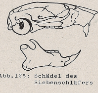 DJN Heimische Säugetiere Peter Boye 1994 Abb.125 Schädel des Siebenschläfers.PNG